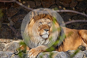 an adult lion lying on stones under a tree