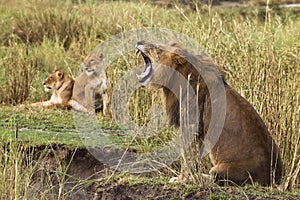 Adult lion yawning and two lionesses