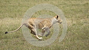 Adult lioness running at full speed in green plains of Masai Mara Kenya