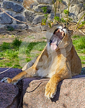 adult lioness showing her teeth