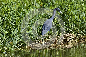 Adult Little blue Heron Egretta caerulea Tortuguero national park