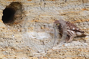 Adult little owl with a lizzard in beak