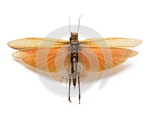 The adult locust on a white background.