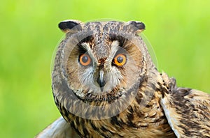 Adult long eared owl Asio otus