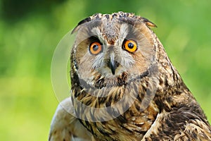 Adult long eared owl Asio otus