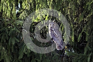 Adult Long-eared owl perched