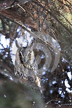 Adult Long-eared owl perched on a fir tree branch