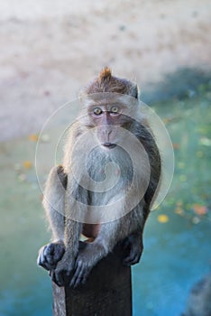 Adult Long-tailed or Crab-eating macaque portrait, Krabi, Thailand