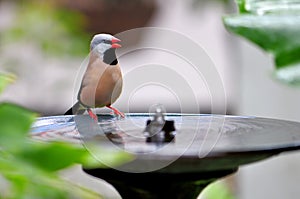 Adult Long-tailed finch perched on birdbath