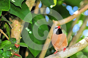 Adult Long-tailed Finch in tree