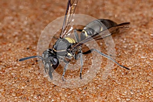 Adult Long-waisted Honey Wasp