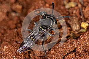 Adult Long-waisted Honey Wasp