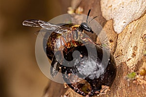 Adult Long-waisted Honey Wasp