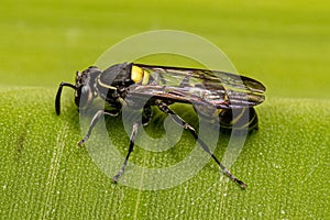 Adult Long-waisted Honey Wasp