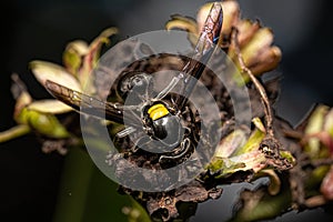 Adult Long-waisted Honey Wasp