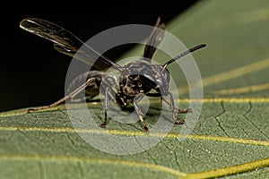 Adult Long-waisted Honey Wasp