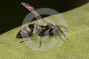 Adult Long-waisted Honey Wasp