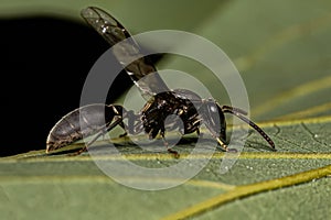 Adult Long-waisted Honey Wasp