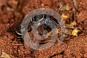 Adult Long-waisted Honey Wasp