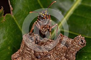 Adult Long-waisted Paper Wasp