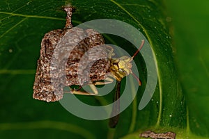 Adult Long-waisted Paper Wasp