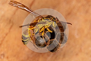 Adult Long-waisted Paper Wasp