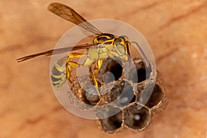 Adult Long-waisted Paper Wasp