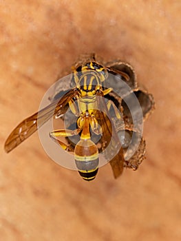 Adult Long-waisted Paper Wasp