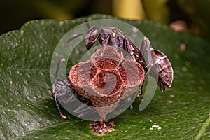 Adult Long-waisted Paper Wasp