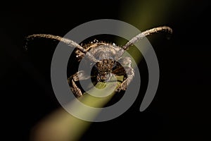 Adult Longhorn Beetle photo