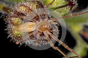 Adult Longlegged Sac Spider