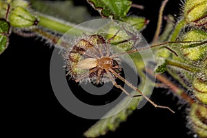 Adult Longlegged Sac Spider