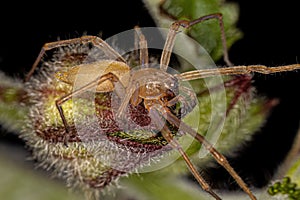 Adult Longlegged Sac Spider