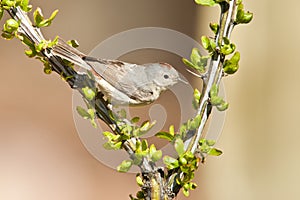 Adult Lucy's Warbler photo