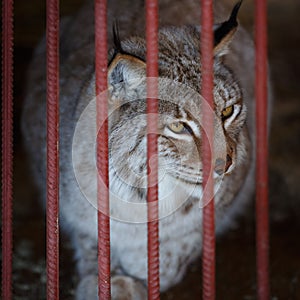 Adult lynx sits in a cage in the zoo. Lynx is one of the rarest species of mammals in the world