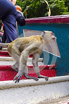 Adult macaque at Batu Caves