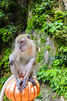 Adult macaque at Batu Caves