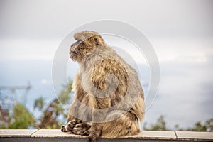 An adult macaque on the Gibraltar rock.