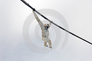 Adult Madagascar Lemur Monkey Hanging from rope on a Cloudy Day