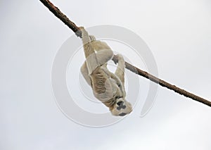 Adult Madagascar Lemur Monkey Hanging upside down from rope on a Cloudy Day photo
