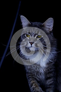 An adult Maine Coon male of a dark gray color eats cat food