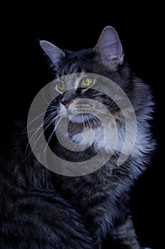 An adult Maine Coon male of a dark gray color eats cat food