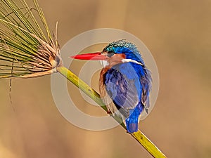 Adult Malachite Kingfisher photo