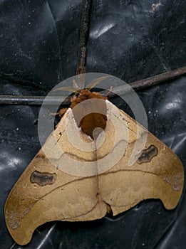 Adult malacosoma moth in the night