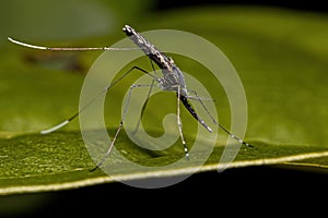 Adult Malaria Mosquito
