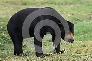 ADULT MALAYAN SUN BEAR helarctos malayanus ON GRASS