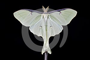 Adult Male Actias Luna