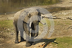 Adult male african elephant