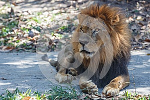 Adult male African lion.