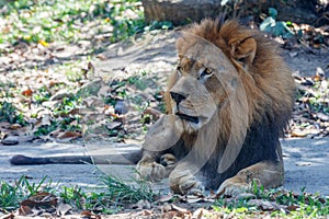 Adult male African lion.